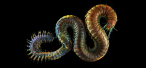 Underwater worms by Alexander Semenov Photo