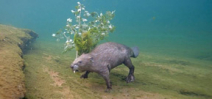 A story of patience and perseverence behind this underwater shot of a beaver Photo