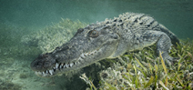 Chinchorro Crocodile Encounters by Don Silcock Photo