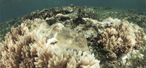 Australian team develops heat resistant corals Photo