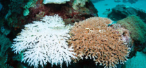 A plan to save corals in a warming ocean Photo