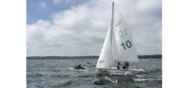 Hundreds of large dolphin pods are reported in the Chesapeake Bay Photo