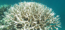 Scientists report that two thirds of GBR is bleached Photo