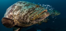 FWC remains uncommitted to Goliath Grouper protection Photo