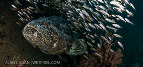 Opinions required: Fishing Goliath Grouper in Florida Photo