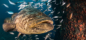 Urgent Call for Action: Goliath Grouper Harvest Photo