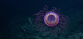 ROV footage of amazing deep water jellyfish Photo