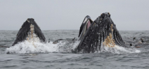 Anchovies bring Humpbacks to Monterey Bay Photo