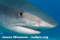 Write to Continue Ban on Shark Finning Photo