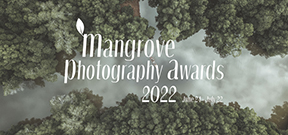 Call for Entries: Mangrove Photography Awards Photo