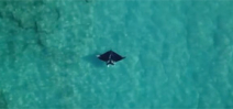 Potential new species of manta ray spotted off Palm Beach Florida Photo