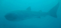 Megamouth shark filmed in Komodo Photo