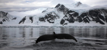 How whale species are adapting to changing ice in the Antarctic Photo