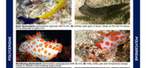 Reef ID Books releases Coral Triangle Nudibranch guide Photo