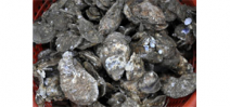 The world’s largest man-made oyster bed could save the Chesapeake Bay Photo