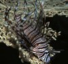 Invasive Lionfish in Florida Photo