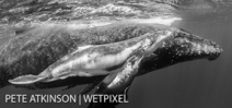 Photographing humpback whales in Tonga: Pete Atkinson Photo
