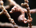 Wanted: Images of Seahorses from Papua New Guinea Photo