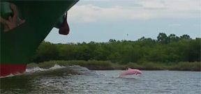 Pink dolphin spotted off Louisiana coast Photo