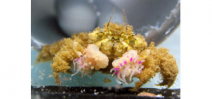 Boxer crabs harbor their own species of anemone Photo
