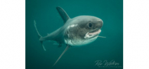 Ron Watkins: Salmon Shark - Behind the Shot Photo