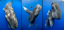 Late Availability: Dominica Sperm Whales with Keri Wilk Photo