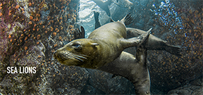 Book Release: Sea Lions of Los Islotes by Luke Inman Photo