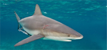 Florida is set to impose restrictions on shore based shark fishing Photo