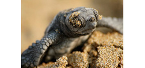 Populations of sea turtles are recovering worldwide Photo