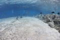 Coral reefs wiped out at Sipadan Photo