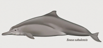 Scientists describe new humpback dolphin Photo
