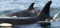 Rehabilitated orca spotted with calf Photo