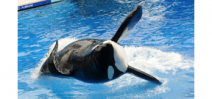 Tilikum the Orca, subject of the Blackfish documentary, has died Photo