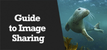 Wetpixel Live: Sharing Underwater Images Photo