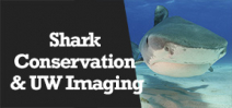 Wetpixel Live: Shark Conservation and Underwater Imaging Photo
