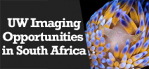 Wetpixel Live: Underwater Imaging in South Africa Photo