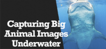 Wetpixel Live: Capturing Imagery of Big Animals Photo