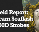Field Report: Seacam Seaflash 160D strobes Photo