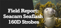 Field Report: Seacam Seaflash 160D strobes Photo