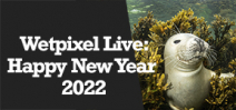 Wetpixel Live: Happy New Year 2022 Photo