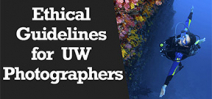 Wetpixel Live: Ethical Guidelines for Underwater Photographers Photo