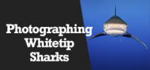 Wetpixel Live: Photographing Whitetip Sharks Photo