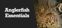 Wetpixel Live: Anglerfish Essentials Photo