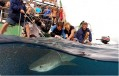 Undersea Explorer tags tiger shark Photo