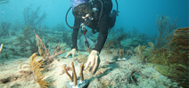 Canon USA supports Coral Restoration Project Photo