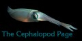 The Cephalopod Page featured in the journal Science Photo