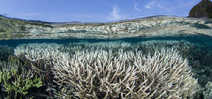 Volunteers sought to document coral bleaching Photo
