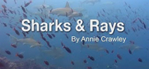 Video: Sharks and Rays Online Learning by Annie Crawley Photo