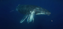 Video: Amazing Whales of Foa Island, Ha’apai by Darren Rice Photo