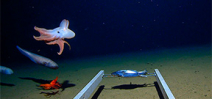Expedition captures images of octopus at 7000 meters Photo